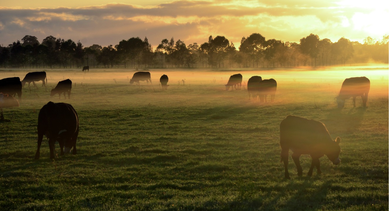 Misty sunrise with cows grazing a foggy field